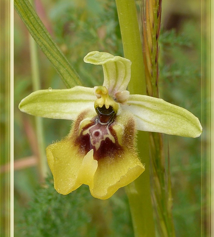 Ophrys lacaitae / Ofride di Lacaita